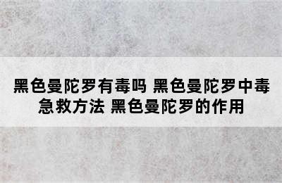 黑色曼陀罗有毒吗 黑色曼陀罗中毒急救方法 黑色曼陀罗的作用